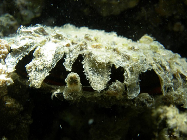 12- Bivalve, nacre - Ilot Maitre.JPG